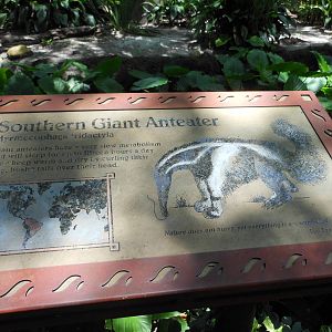 Disney's Animal Kingdom- Oasis- Giant Anteater Exhibit Signage