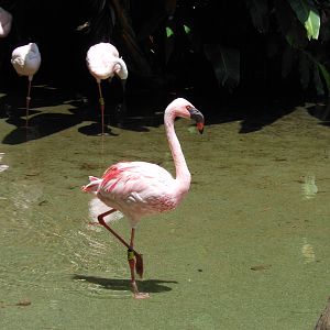 Disney's Animal Kingdom- Discovery Island- Lesser Flamingo