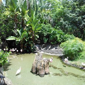 Disney's Animal Kingdom- Discovery Island- Flamingo Pool in Kangaroo Exhibi