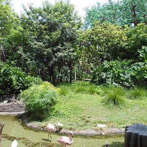 Disney's Animal Kingdom- Discovery Island- Red Kangaroo Exhibit (with Flami