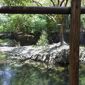 Disney's Animal Kingdom- Discovery Island- Part 1 of Asian Small-clawed Ott