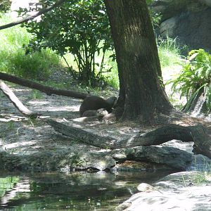 Disney's Animal Kingdom- Discovery Island- Pair of Asian Small-clawed Otter