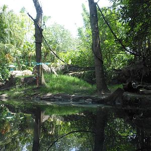 Disney's Animal Kingdom- Discovery Island- Part 2 of Asian Small-clawed Ott