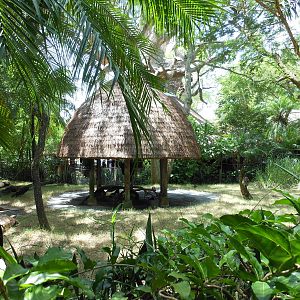 Disney's Animal Kingdom- Africa- Black-crowned Crane Exhibit