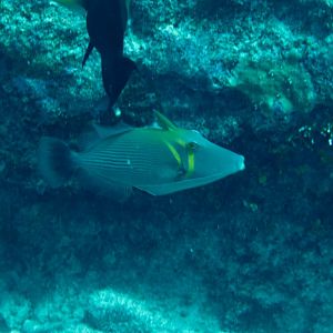 Scythe Triggerfish (Sufflamen bursa)