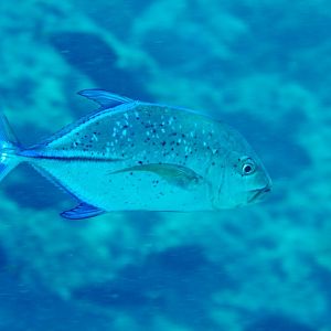 Bluefin Trevally (Caranx melampygus)