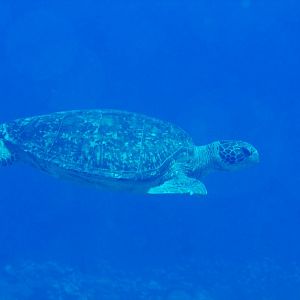Green Turtle (Chelonia mydas)