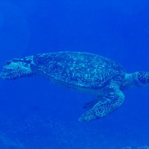 Green Turtle (Chelonia mydas)