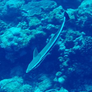 Sharksucker (Echeneis naucrates)