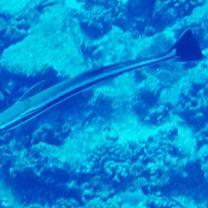 Sharksucker (Echeneis naucrates)