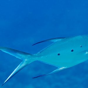 Small-spotted Dart (Trachinotus baillonii)