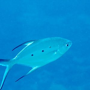 Small-spotted Dart (Trachinotus baillonii)