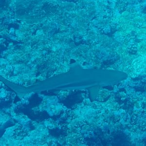 Blacktip Reef Shark (Carcharhinus melanopterus)