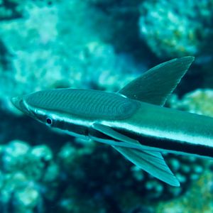 Sharksucker (Echeneis naucrates)