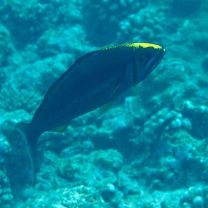 Small-toothed Jobfish (Aphareus furca)