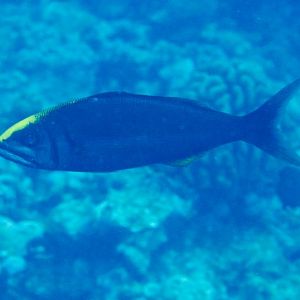 Small-toothed Jobfish (Aphareus furca)