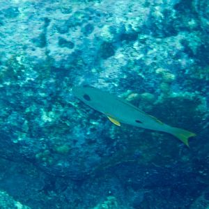 Onespot Snapper (Lutjanus monostigma)