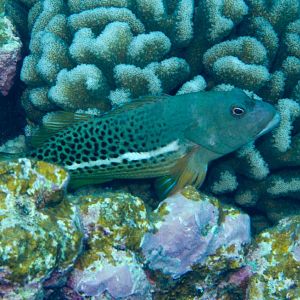 Halfspotted Hawkfish (Paracirrhites hemistictus)