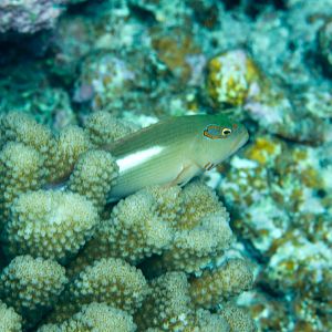 Arc-eye Hawkfish (Paracirrhites arcatus)