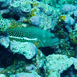 Halfspotted Hawkfish (Paracirrhites hemistictus)