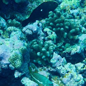 Halfspotted Hawkfish, both Dark and Normal phases