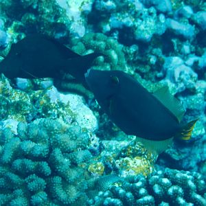 Barred Filefish (Cantherhines dumerilii)