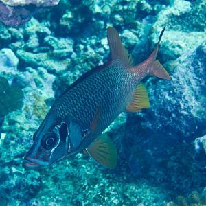Sabre Squirrelfish (Sargocentron spiniferum)