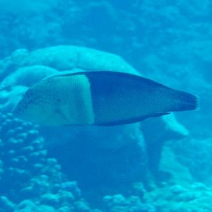 Clown Coris (Coris aygula)