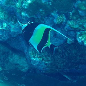 Moorish Idol (Zanclus cornutus)