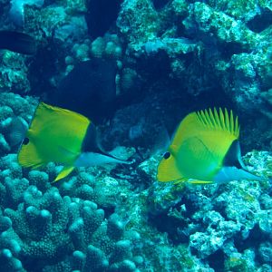 Very Longnose Butterflyfishes (Forcipiger longirostris)