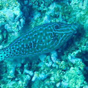 Scrawled Filefish (Aluterus scriptus)