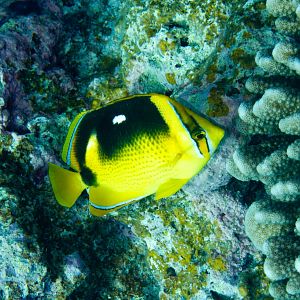 Fourspot Butterflyfish (Chaetodon quadrimaculatus)