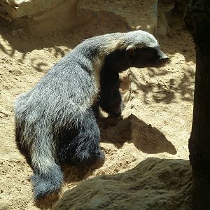 Honey badger