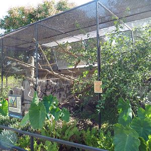 White-Throated Capuchin/Blue + Yellow Macaw Exhibit