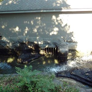 Nile Hippo Exhibit - Tiny Pool