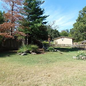 Aldabra Tortoise Exhibit
