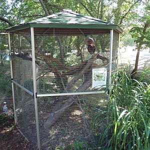 Rainbow Lorikeet Exhibit