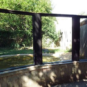 American Alligator Exhibit