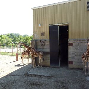 Baringo Giraffe Exhibit - Barn