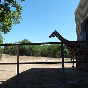 Baringo Giraffe Exhibit