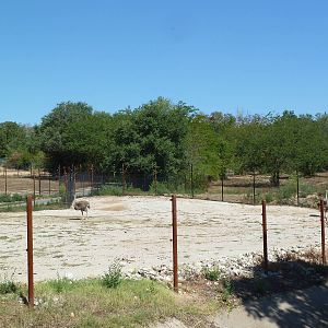 Ostrich Exhibit