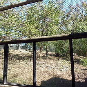 American Black Bear Exhibit