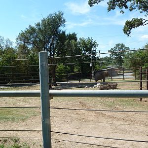 Asian Elephant Exhibit