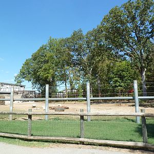 Asian Elephant Exhibit