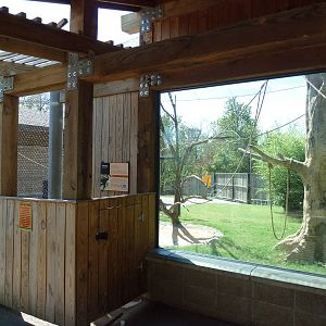 Siamang Exhibit