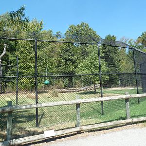 Malayan Tiger Exhibit