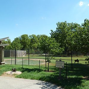 White-Tailed Deer Exhibit