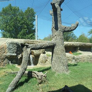 Cougar Exhibit