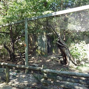 Raccoon Exhibit