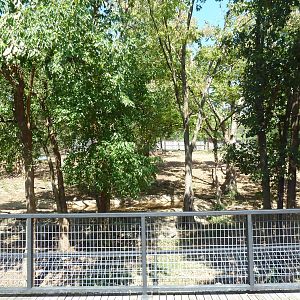 American Black Bear Exhibit